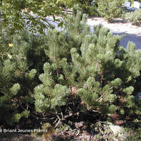 Miniature Pinus mugo subsp. mugo