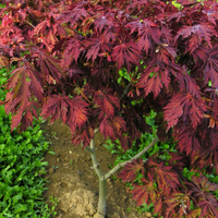 Miniature Acer japonicum 'Aconitifolium'