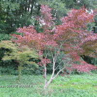 Miniature Acer palmatum 'Fireglow'