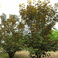 Miniature Acer pseudoplatanus 'Atropurpureum'
