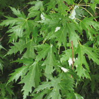 Miniature Acer saccharinum 'Laciniatum Wieri'