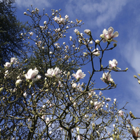 Miniature Magnolia x soulangeana 'Alexandrina'