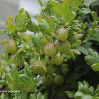 Miniature Ribes uva-crispa