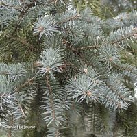 Miniature Picea pungens