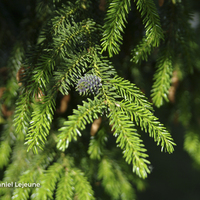 Miniature Picea orientalis