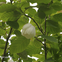 Miniature Magnolia sieboldii