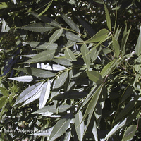 Miniature Fraxinus angustifolia 'Raywood'