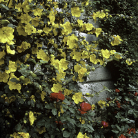Miniature Fremontodendron californicum