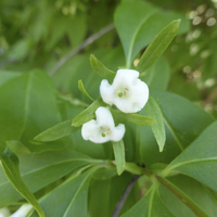 Miniature Abelia biflora