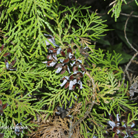 Miniature Platycladus orientalis