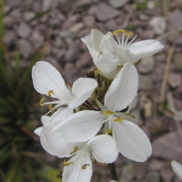Miniature Libertia grandiflora