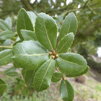Miniature Quercus phillyreoides