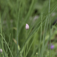 Miniature Allium schoenoprasum