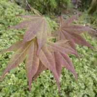 Miniature Acer palmatum 'Atropurpureum'