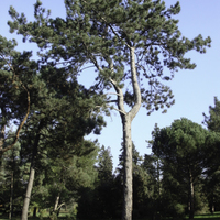 Miniature Pinus nigra