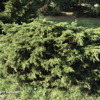 Miniature Juniperus x pfitzeriana 'Pfitzeriana Aurea'