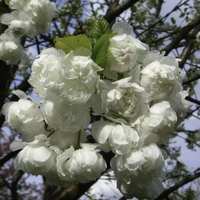 Miniature Prunus avium 'Plena'