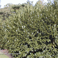 Miniature Prunus laurocerasus 'Caucasica'