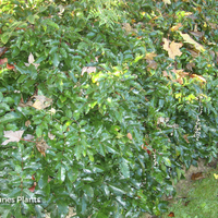 Miniature Mahonia aquifolium 'Apollo'