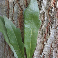 Miniature Quercus laurifolia