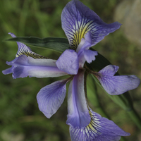 Miniature Iris versicolor