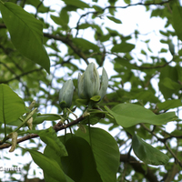 Miniature Magnolia acuminata