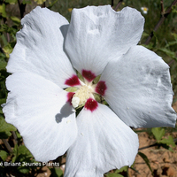 Miniature Hibiscus syriacus 'Red Heart'