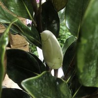 Miniature Magnolia grandiflora 'Little Gem'