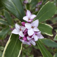 Miniature Daphne odora 'Aureomarginata'
