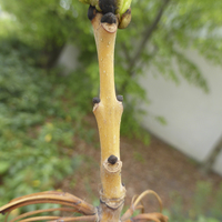 Miniature Fraxinus excelsior 'Jaspidea'