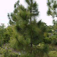 Miniature Pinus palustris