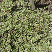 Miniature Cotoneaster atropurpureus 'Variegatus'