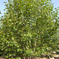 Miniature Betula utilis subsp. jacquemontii