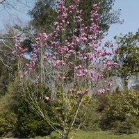 Miniature Magnolia 'Spectrum'