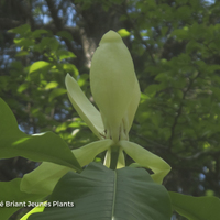 Miniature Magnolia officinalis