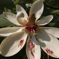 Miniature Magnolia officinalis