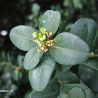 Miniature Buxus sempervirens 'Rotundifolia'