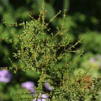 Miniature Olearia solandri 'Aurea'