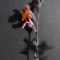Miniature Salvia 'Royal Bumble'