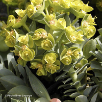 Miniature Euphorbia myrsinites