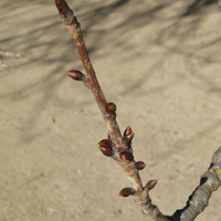 Miniature Prunus 'Kanzan'