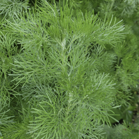 Miniature Artemisia abrotanum