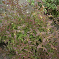 Miniature Diervilla sessilifolia