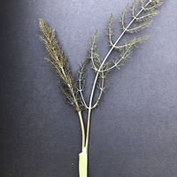 Miniature Foeniculum vulgare 'Purpureum'