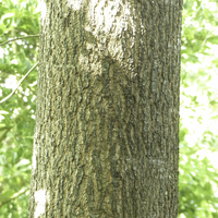 Miniature Quercus coccinea