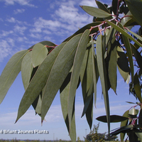 Miniature Eucalyptus pauciflora subsp. niphophila