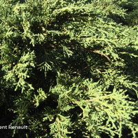 Miniature Juniperus x pfitzeriana 'Pfitzeriana Aurea'