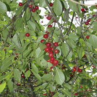 Miniature Prunus cerasus