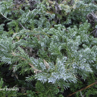 Miniature Juniperus squamata 'Blue Carpet'