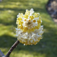 Miniature Edgeworthia chrysantha